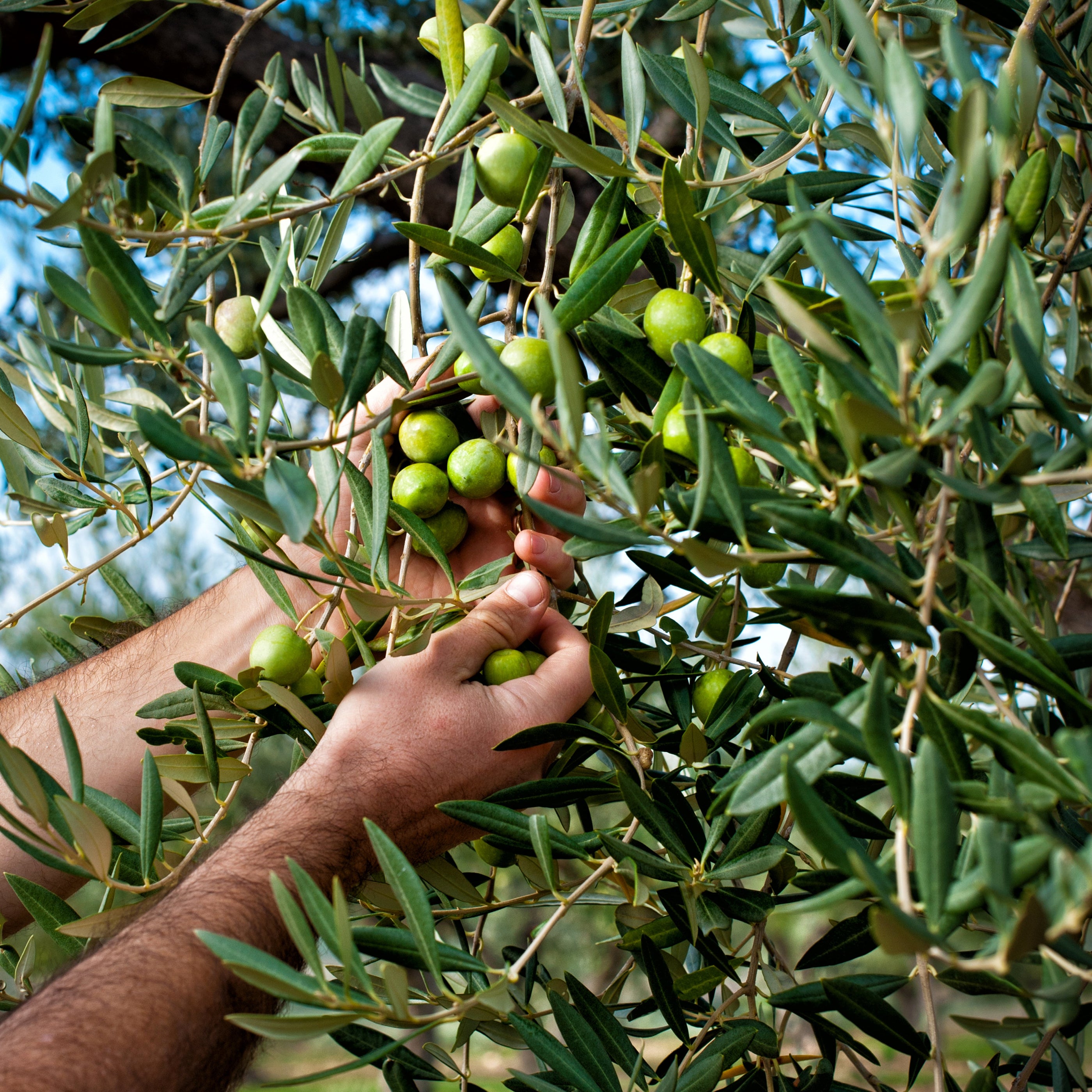L’olivo, il guardiano del tempo: storia e curiosità sulla pianta simbolo del Mediterraneo