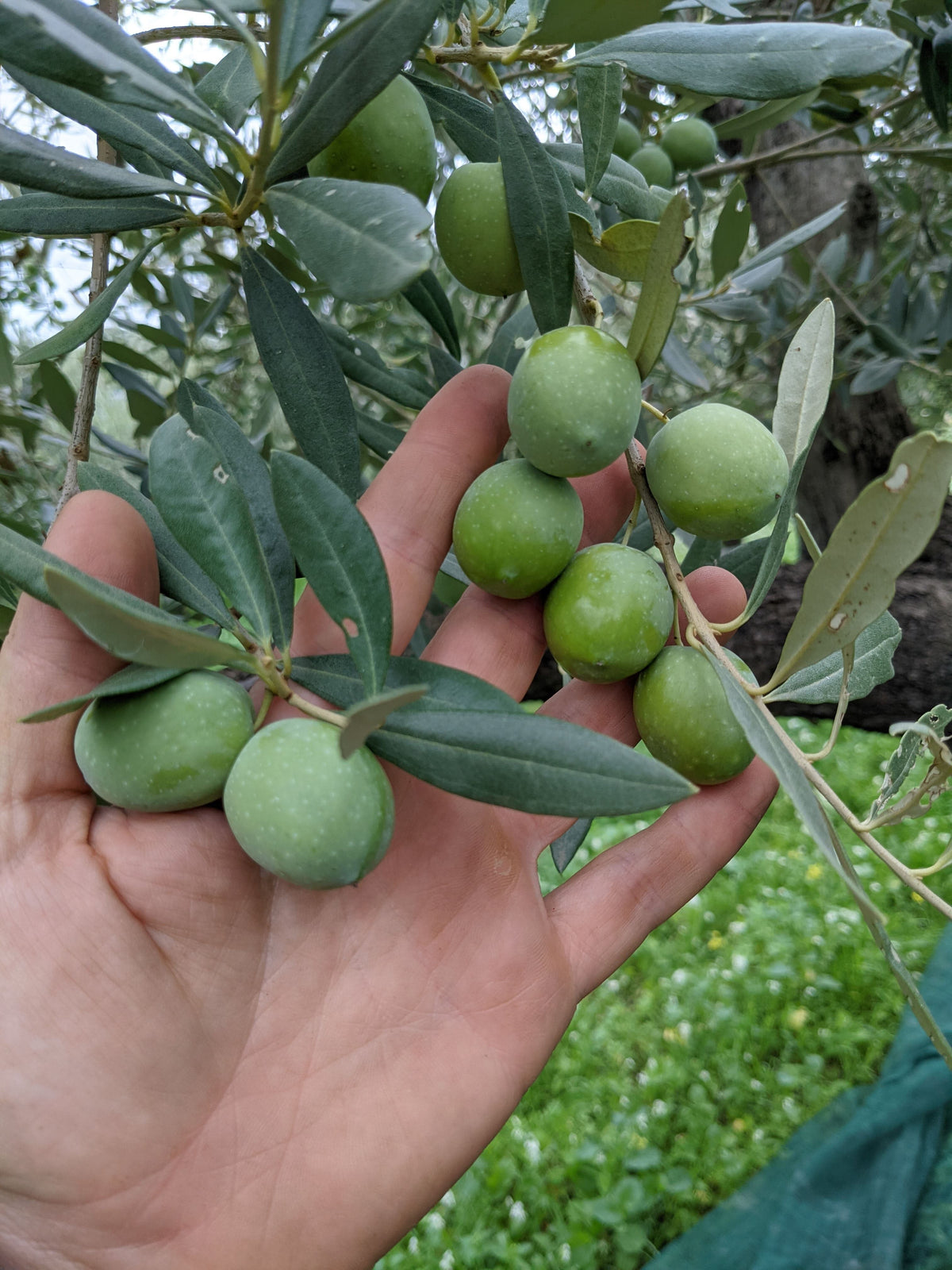 Olive Nocellara del Belice raccolte a mano in Sicilia