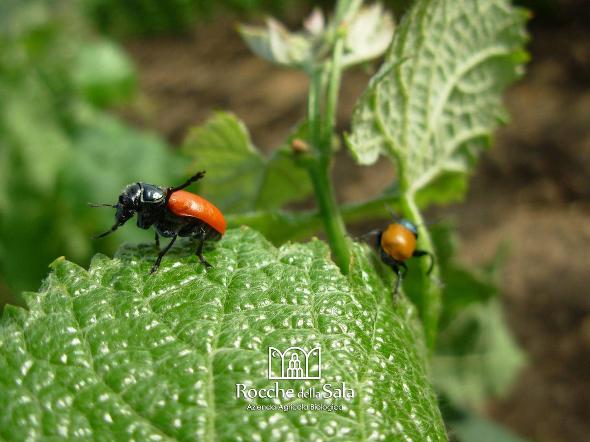 Coltivazione biologica in campo, agricoltura sostenibile Rocche della Sala