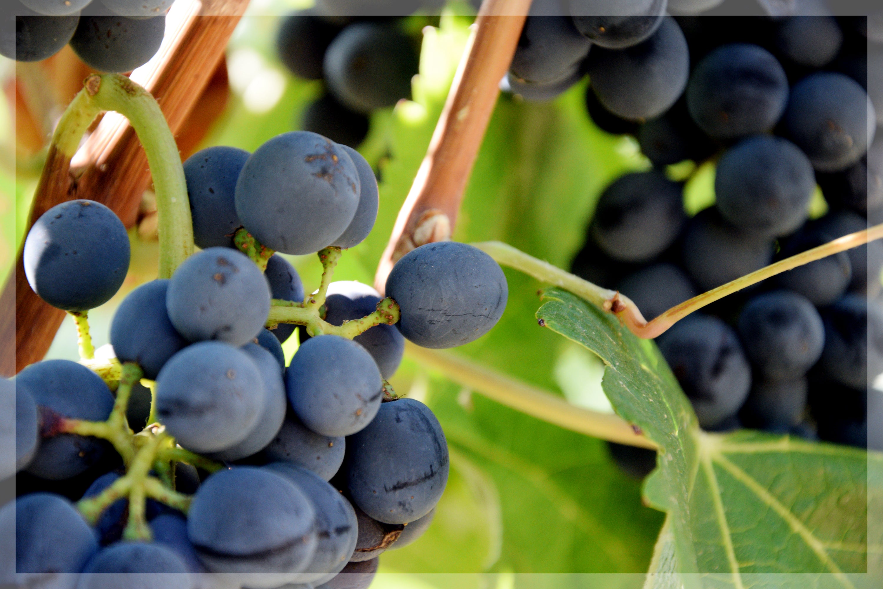 Grappolo uva agricoltura biologica Rocche della Sala