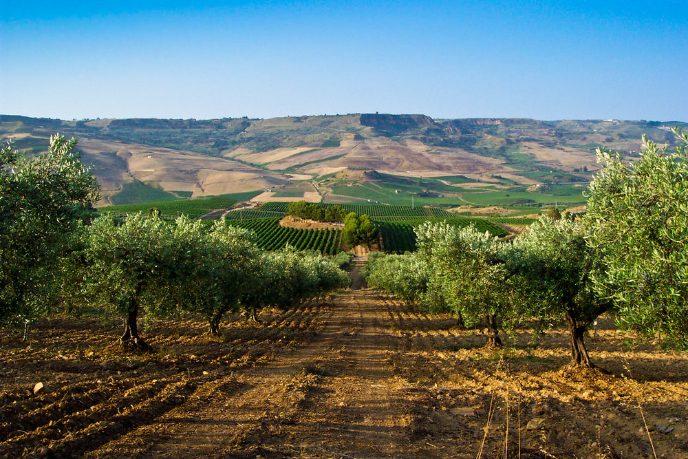 Panoramica azienda agricola biologica Rocche della Sala
