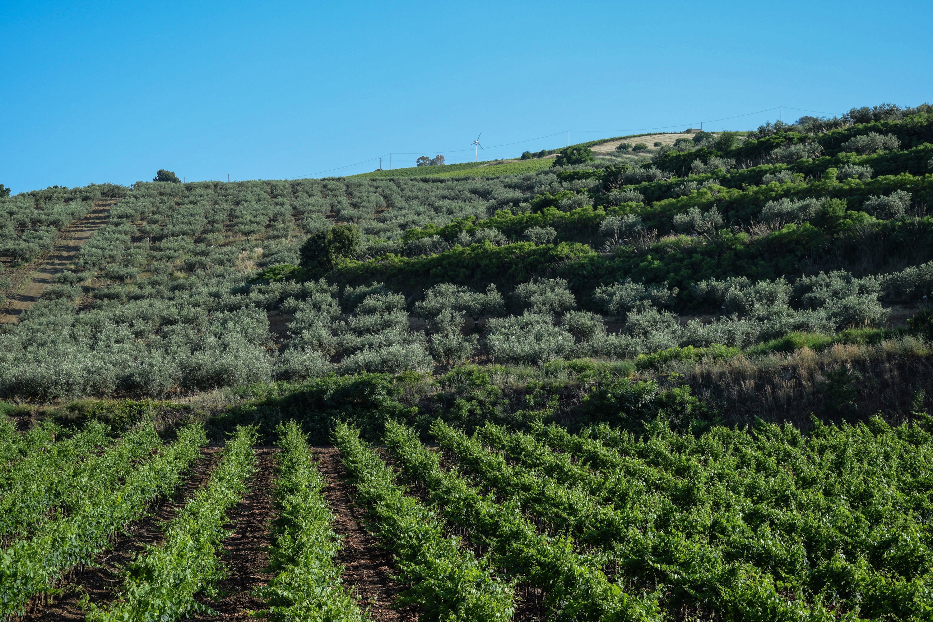collina vigneto oliveto rocche della sala