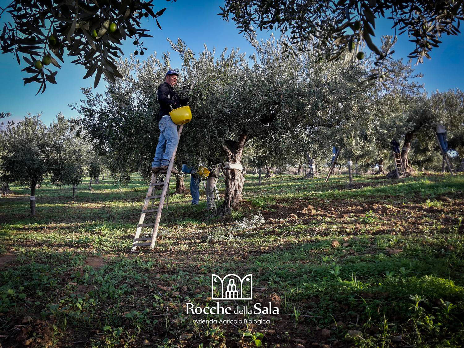 Raccolta olive Nocellara del Belice manuale (brucatura) Rocche della Sala