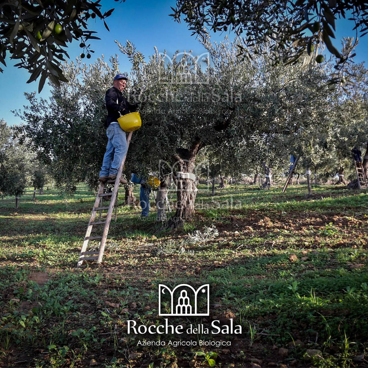 Raccolta manuale olive Rocche della Sala