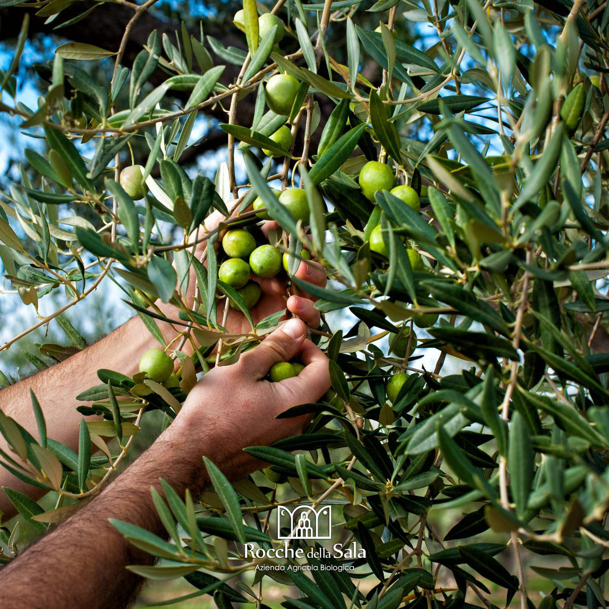 Raccolta manuale delle olive in azienda Rocche della Sala